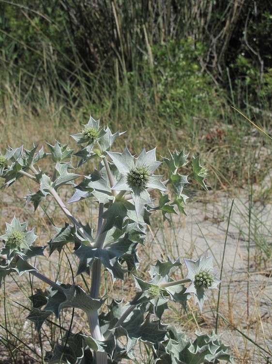 Eryngium maritimum